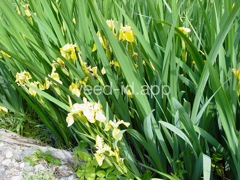 iris, yellowflag